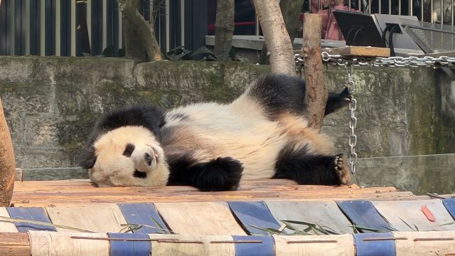 重庆动物园旅行图片 5