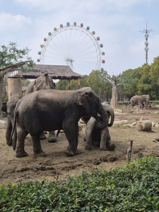 上海野生动物园旅行图片 2