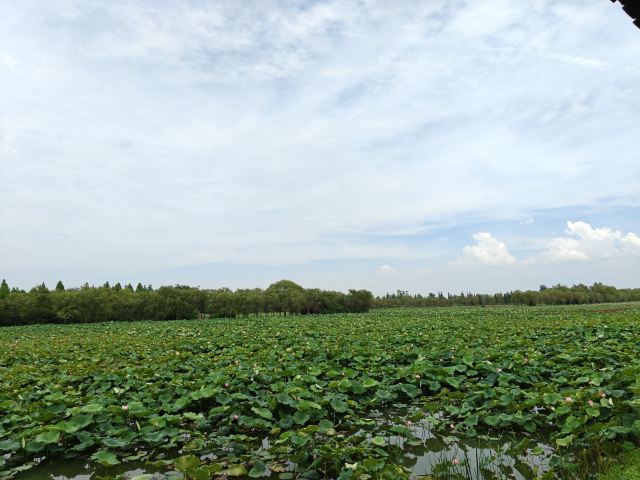 皂河龙运城旅行图片 1