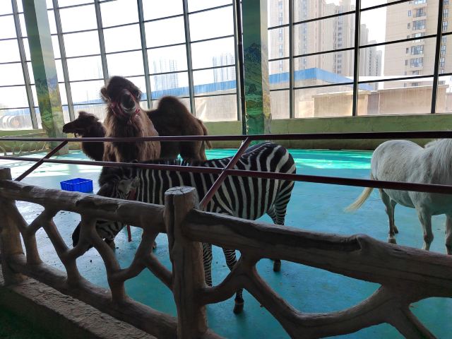 沈阳龙之梦动物科普乐园旅行图片 5