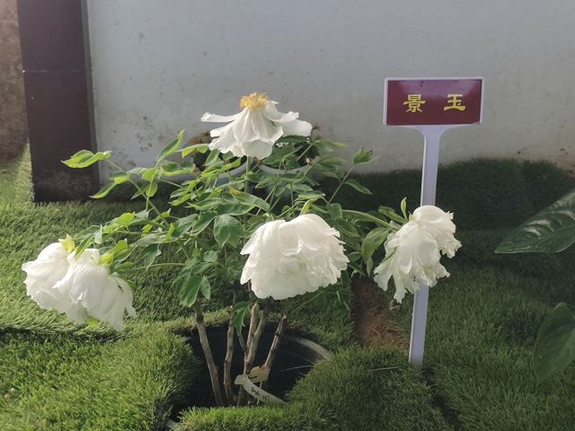 国家牡丹园旅行图片 7