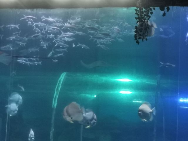 海之语海洋世界旅行图片 2