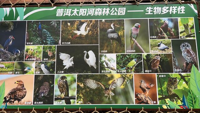 普洱太阳河森林公园旅行图片 2