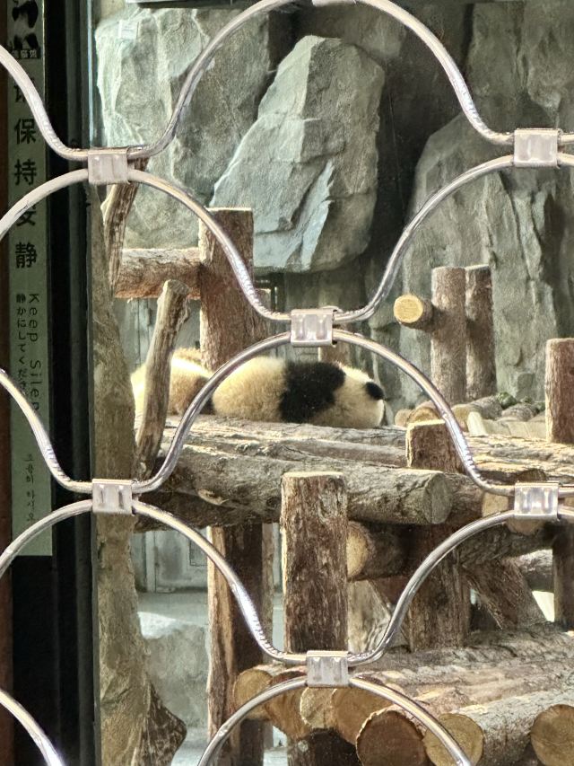 上海野生动物园旅行图片 5