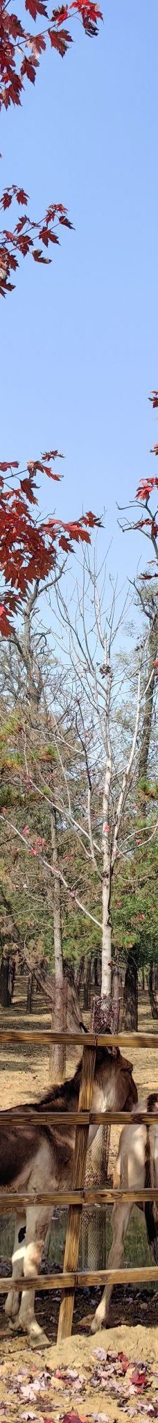 秦皇岛野生动物园-秦皇岛-老少皆宜（程世荣）