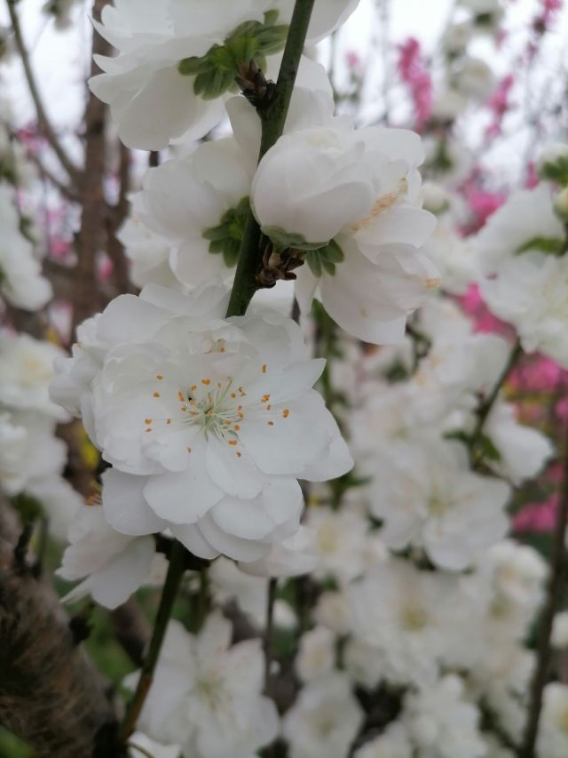 上海南汇桃花村旅行图片 7