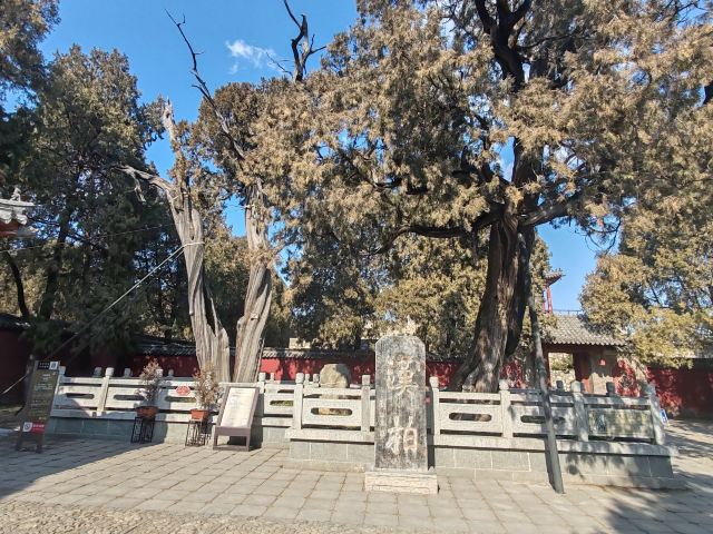 岱庙旅行图片 6