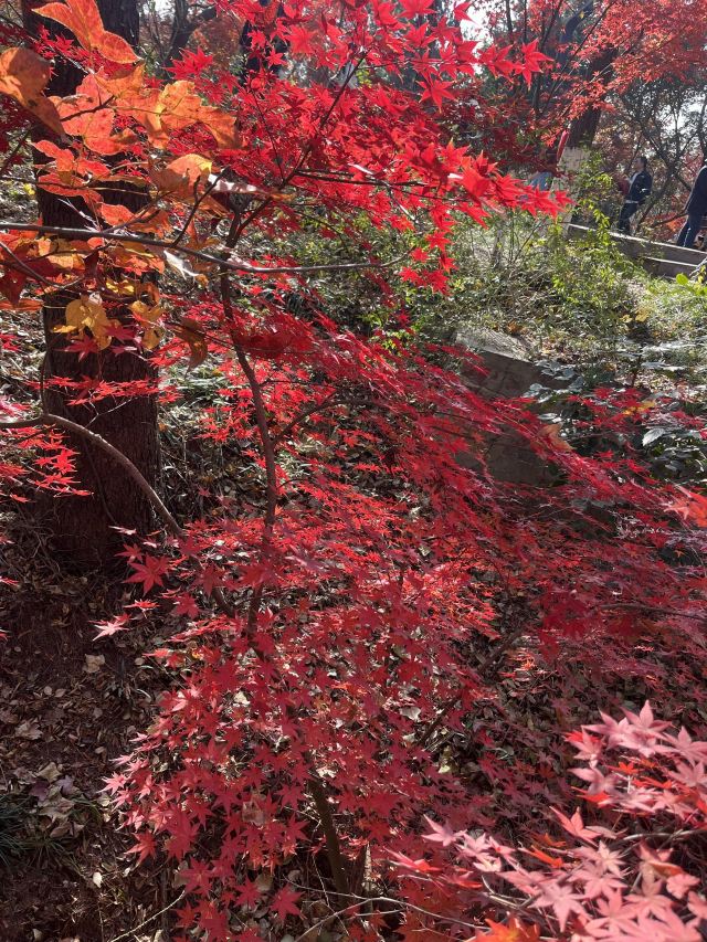 栖霞山风景名胜区旅行图片 3
