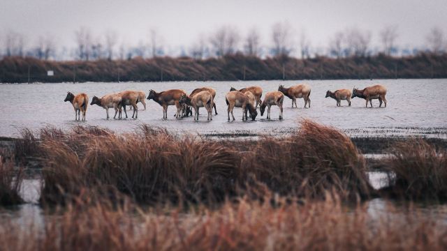 中华麋鹿园旅行图片 8