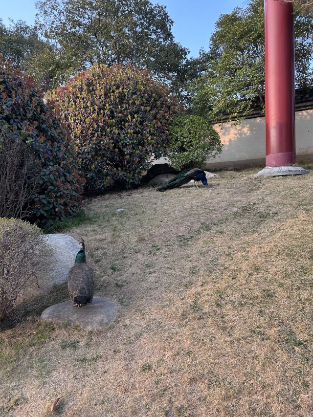 大唐芙蓉园旅行图片 3