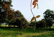 Mohd Asif Azmi Garden景点图片