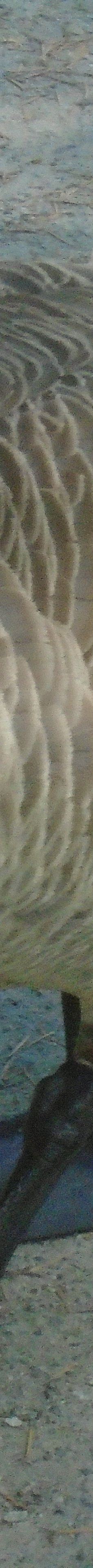 中央公园-本那比