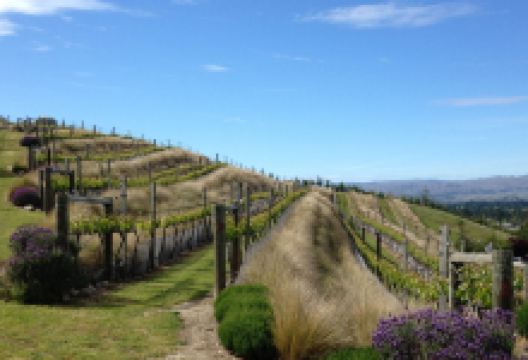Clyde Village Vineyard景点图片