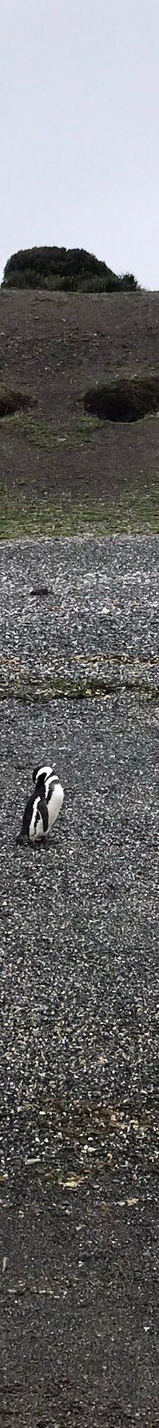 Isla Martillo-乌斯怀亚