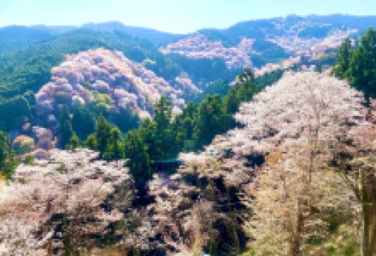 吉水神社景点图片