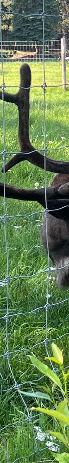 Large Animal Research Station-科利奇