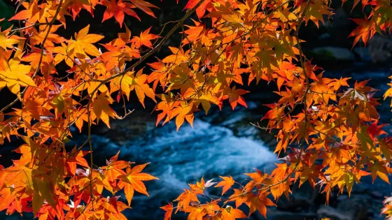 中野紅葉山