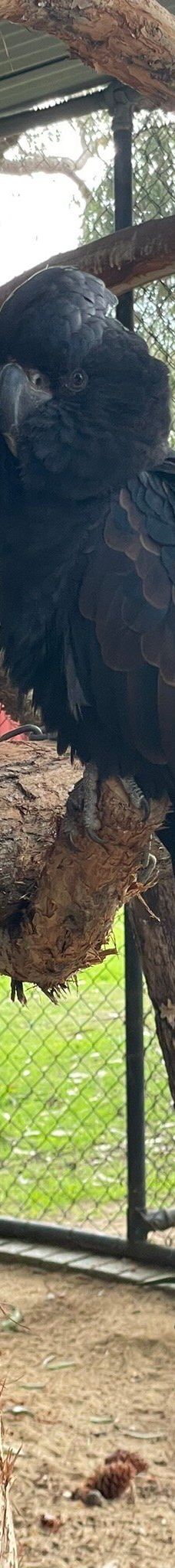 Bunbury Wildlife Park-South Bunbury