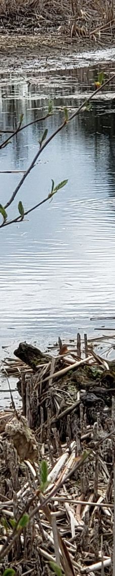 Talking Water Gardens-奥尔巴尼