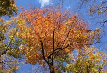 Turkey Mountain Nature Preserve景点图片