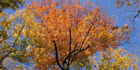 Turkey Mountain Nature Preserve