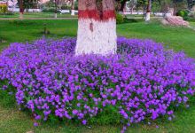 Cantonment Garden景点图片