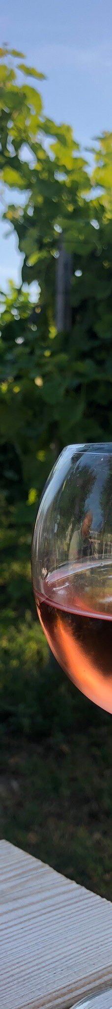 Vingaarden, Lille Gadegaard ( Vineyard )-阿克尔科拜