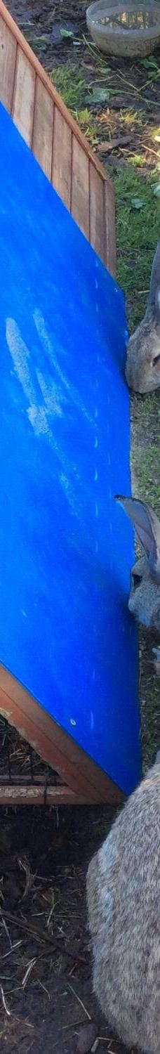 Vingaarden, Lille Gadegaard ( Vineyard )-阿克尔科拜