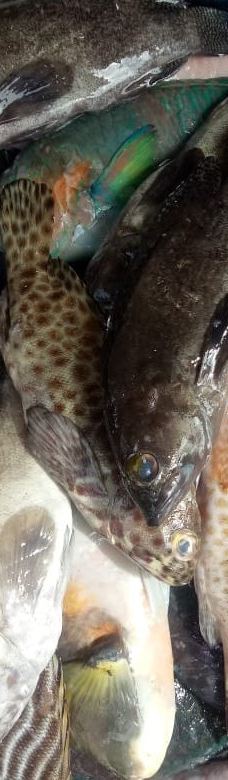 Kurma Asih Sea Turtle Conservation Center-巴厘岛