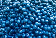 Patt's Blueberry Farm景点图片