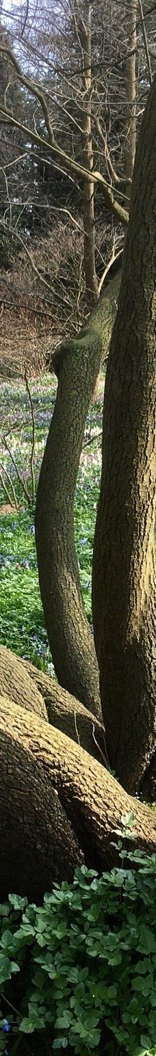 Alter Botanischer Garten-基尔