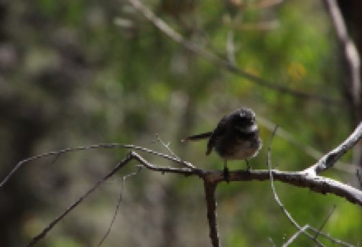 Lookout Rock State Reserve景点图片