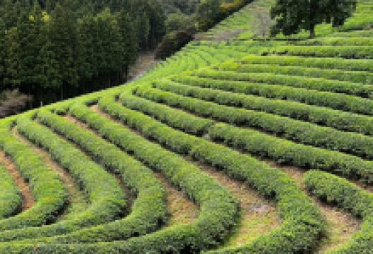 韩国茶博物馆景点图片