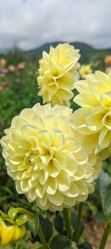 Damask Wind-鹿屋市