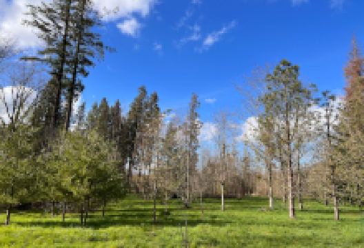 Arboretum D Amance景点图片