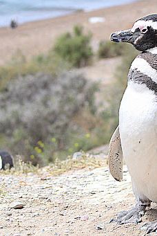 Caleta Valdés-别德马