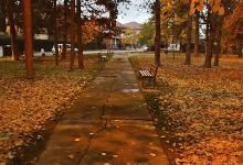 Žika Popović Park景点图片
