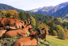 Hof & Sennerei Mathis景点图片