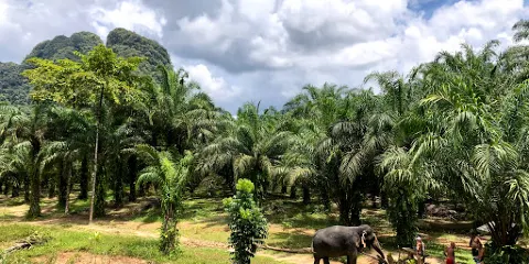 Khao Sok Elephant Sanctuary
