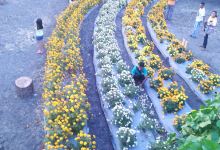Kebun Expo Roda Tani景点图片
