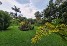 Orquídeas del Valle - Vivero Ginebra购物图片