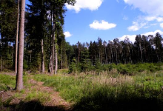 Turovecký les景点图片