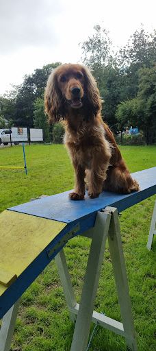 Off Lead Agility-斯特拉班