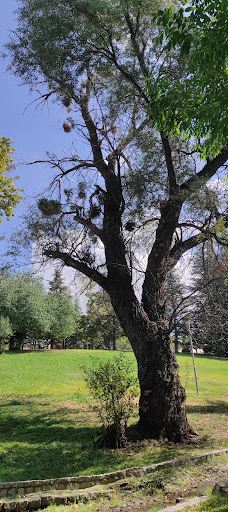 塞格门勒公园-安卡拉