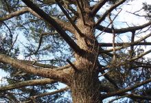 Clifden Monastery Walled Garden景点图片