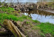 Trail at Nature Centre景点图片