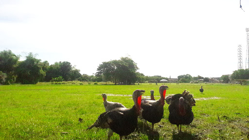 Tishabet Field餐厅图片