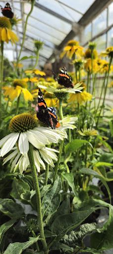 Flora Frankfri - Frankfri Flowers-措默鲁普