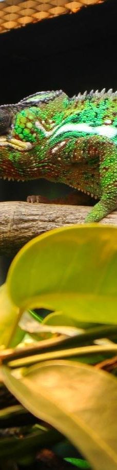 曼彻斯特博物馆-曼彻斯特