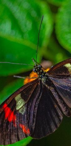 Butterfly Park Empuriabrava-Alt Emporda